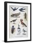 Birds That are Protected, and Helpful in Agriculture, 1897-F Meaulle-Framed Giclee Print