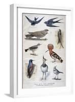 Birds That are Protected, and Helpful in Agriculture, 1897-F Meaulle-Framed Giclee Print