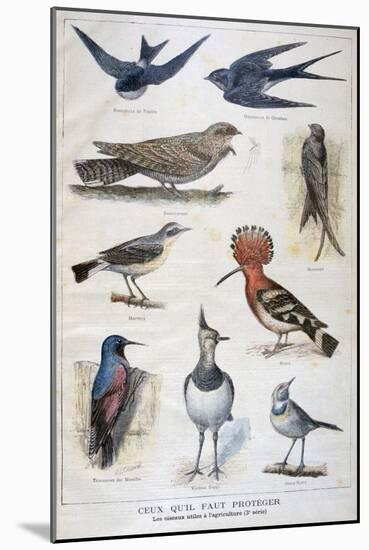 Birds That are Protected, and Helpful in Agriculture, 1897-F Meaulle-Mounted Giclee Print