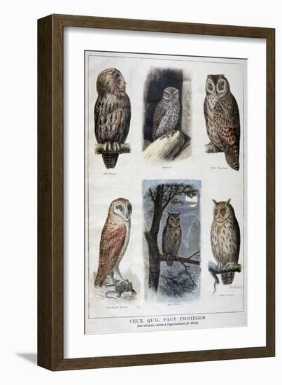 Birds That are Protected, and Helpful in Agriculture, 1897-F Meaulle-Framed Giclee Print