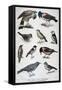Birds That are Protected, and Helpful in Agriculture, 1897-F Meaulle-Framed Stretched Canvas