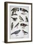 Birds That are Protected, and Helpful in Agriculture, 1897-F Meaulle-Framed Giclee Print