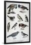 Birds That are Protected, and Helpful in Agriculture, 1897-F Meaulle-Framed Giclee Print