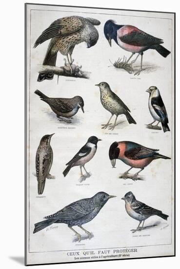 Birds That are Protected, and Helpful in Agriculture, 1897-F Meaulle-Mounted Giclee Print