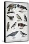 Birds That are Protected, and Helpful in Agriculture, 1897-F Meaulle-Framed Stretched Canvas