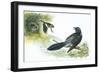 Birds: Whinchat (Passeriformes-null-Framed Giclee Print