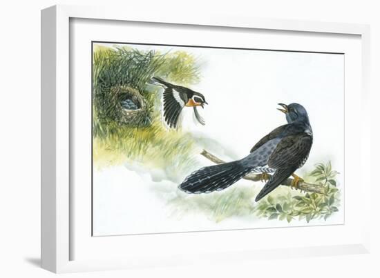 Birds: Whinchat (Passeriformes-null-Framed Giclee Print