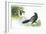 Birds: Whinchat (Passeriformes-null-Framed Giclee Print