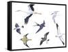 Birds: White Stork (Ciconiiformes-null-Framed Stretched Canvas