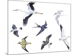 Birds: White Stork (Ciconiiformes-null-Mounted Giclee Print