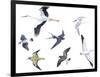 Birds: White Stork (Ciconiiformes-null-Framed Giclee Print