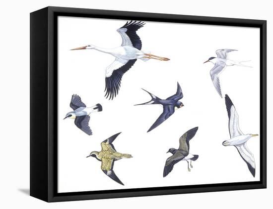 Birds: White Stork (Ciconiiformes-null-Framed Stretched Canvas