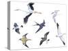 Birds: White Stork (Ciconiiformes-null-Stretched Canvas