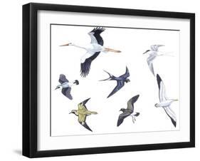 Birds: White Stork (Ciconiiformes-null-Framed Giclee Print