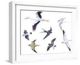 Birds: White Stork (Ciconiiformes-null-Framed Giclee Print