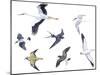 Birds: White Stork (Ciconiiformes-null-Mounted Giclee Print