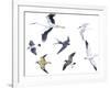 Birds: White Stork (Ciconiiformes-null-Framed Giclee Print