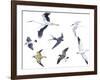 Birds: White Stork (Ciconiiformes-null-Framed Giclee Print