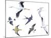 Birds: White Stork (Ciconiiformes-null-Mounted Giclee Print