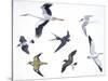 Birds: White Stork (Ciconiiformes-null-Stretched Canvas