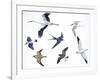 Birds: White Stork (Ciconiiformes-null-Framed Giclee Print