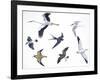 Birds: White Stork (Ciconiiformes-null-Framed Giclee Print