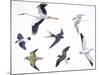 Birds: White Stork (Ciconiiformes-null-Mounted Giclee Print