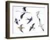 Birds: White Stork (Ciconiiformes-null-Framed Giclee Print