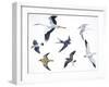 Birds: White Stork (Ciconiiformes-null-Framed Giclee Print