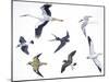 Birds: White Stork (Ciconiiformes-null-Mounted Giclee Print