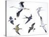 Birds: White Stork (Ciconiiformes-null-Stretched Canvas