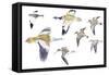 Birds: White-Winged Snowfinch (Passeriformes-null-Framed Stretched Canvas