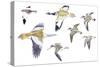 Birds: White-Winged Snowfinch (Passeriformes-null-Stretched Canvas