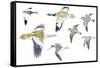 Birds: White-Winged Snowfinch (Passeriformes-null-Framed Stretched Canvas