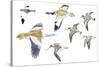 Birds: White-Winged Snowfinch (Passeriformes-null-Stretched Canvas