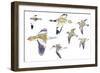 Birds: White-Winged Snowfinch (Passeriformes-null-Framed Giclee Print