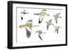 Birds: White-Winged Snowfinch (Passeriformes-null-Framed Giclee Print