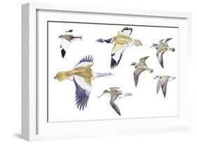 Birds: White-Winged Snowfinch (Passeriformes-null-Framed Giclee Print