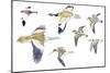 Birds: White-Winged Snowfinch (Passeriformes-null-Mounted Giclee Print
