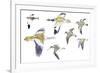 Birds: White-Winged Snowfinch (Passeriformes-null-Framed Giclee Print