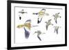 Birds: White-Winged Snowfinch (Passeriformes-null-Framed Giclee Print