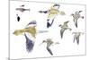 Birds: White-Winged Snowfinch (Passeriformes-null-Mounted Giclee Print