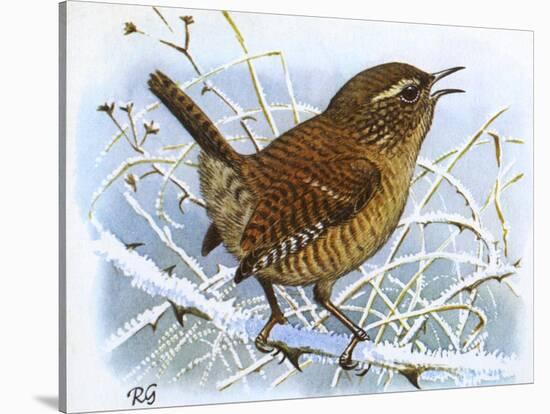 Birds, Wren-Robert Gillmor-Stretched Canvas