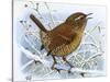 Birds, Wren-Robert Gillmor-Stretched Canvas