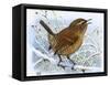Birds, Wren-Robert Gillmor-Framed Stretched Canvas