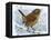 Birds, Wren-Robert Gillmor-Framed Stretched Canvas