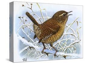 Birds, Wren-Robert Gillmor-Stretched Canvas