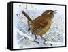 Birds, Wren-Robert Gillmor-Framed Stretched Canvas