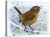 Birds, Wren-Robert Gillmor-Stretched Canvas