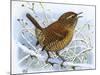 Birds, Wren-Robert Gillmor-Mounted Photographic Print